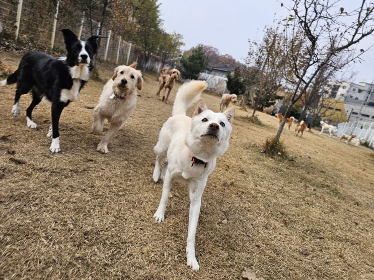  성남 강아지 유치원 :) 라드독 오늘의 이야기