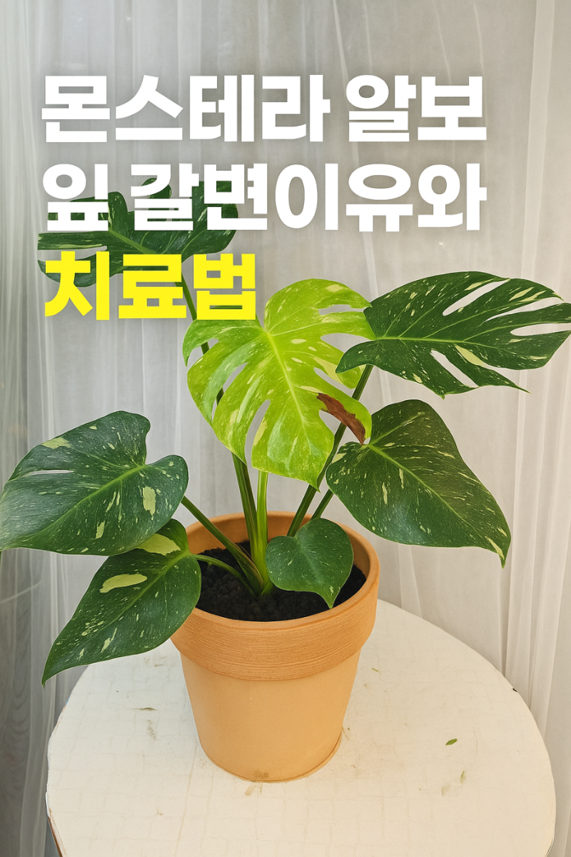 몬스테라 알보 잎 갈변 이유와 치료법