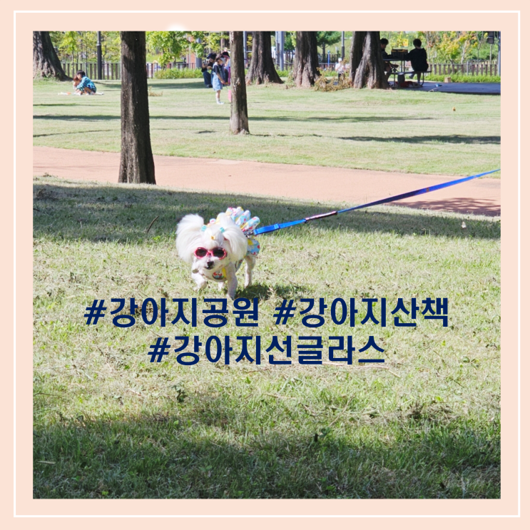 강아지 공원에서 눈 보호하려면 이 기준만 기억해요