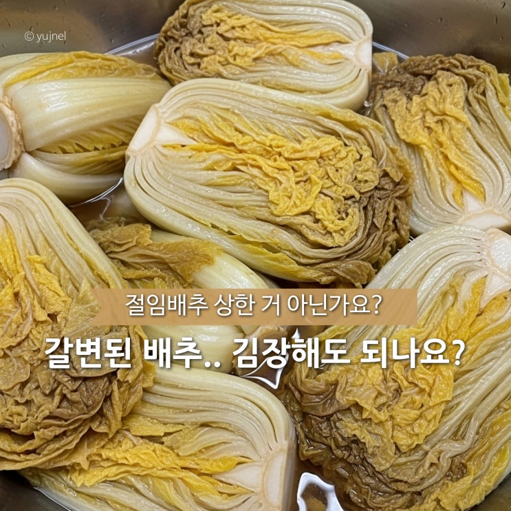  '절임배추 갈변' 김장에 쓰면 후회하는 경우는 딱 두 가지입니다