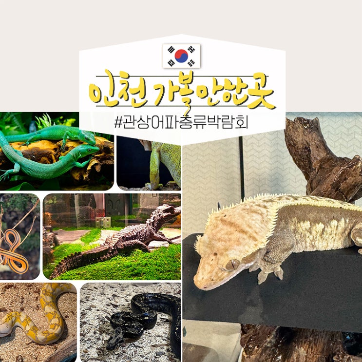  인천 송도 아이와 실내 가볼만한곳 파충류박람회 일정