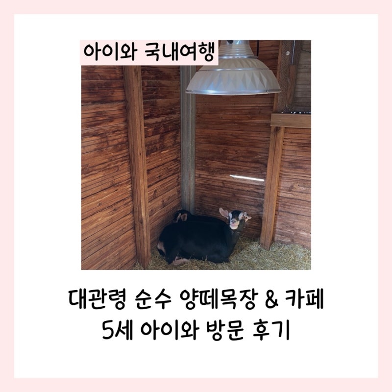 대관령 순수양떼목장 카페