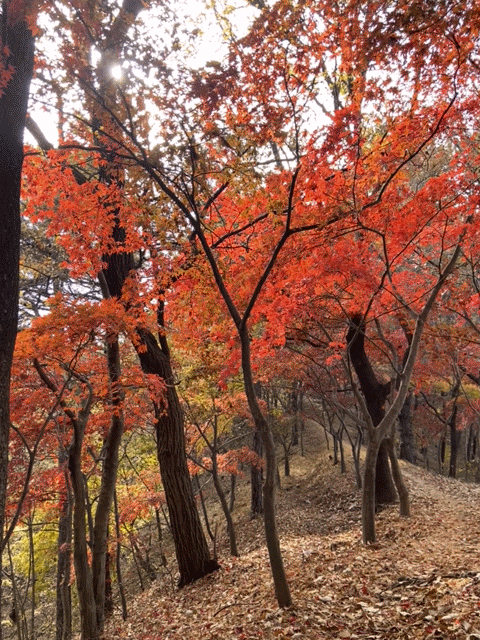 [대전] 보문산 등산코스 (대신초교 입구~시루봉) 뚜벅이 등린이 후기