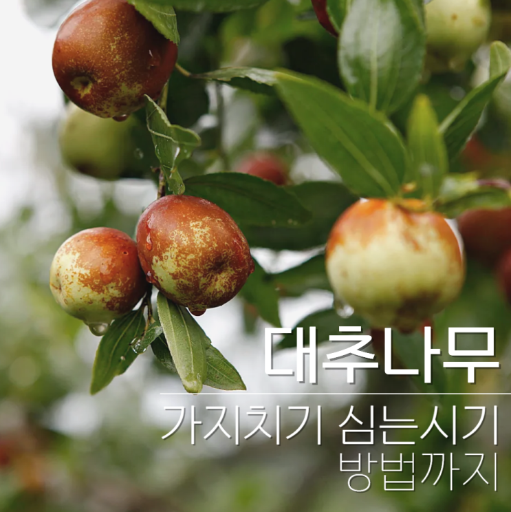  대추나무 가지치기 시기 전지 심는시기