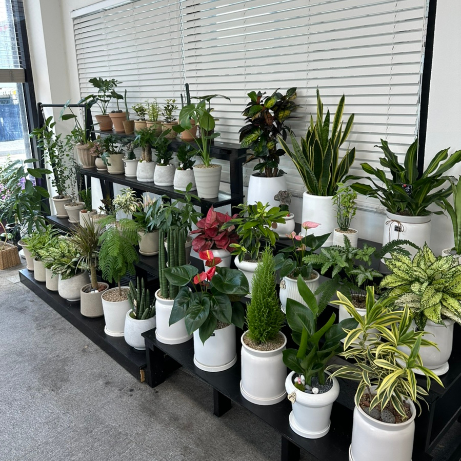 꽃구름 사진 5
