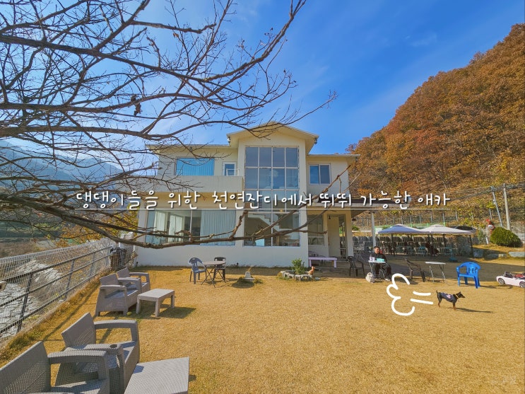  창원 마산 숲 뷰가 예쁜 애견카페 '포둥포둥', 잔디운동장에서 뛰뛰 하고 온 후기
