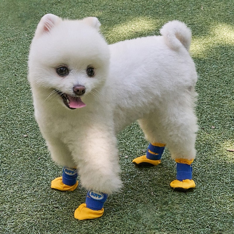 강아지 산책 필수템! 도그아이 고고슈즈 미끄럼방지 신발 사용 후기 + 왜 필요한가?