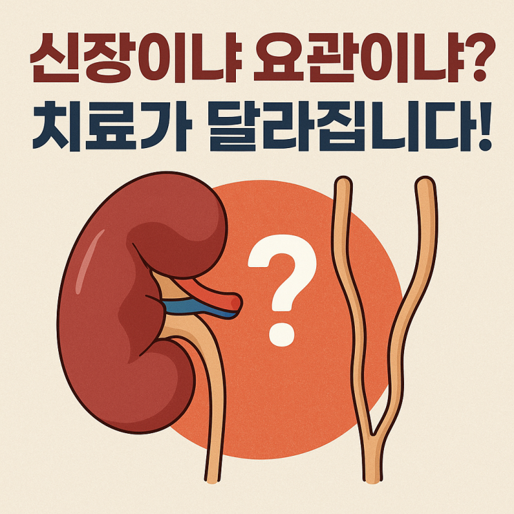  신장결석 & 요관결석 차이와 치료 과정 — 어디에 있느냐에 따라 대처가 달라집니다!