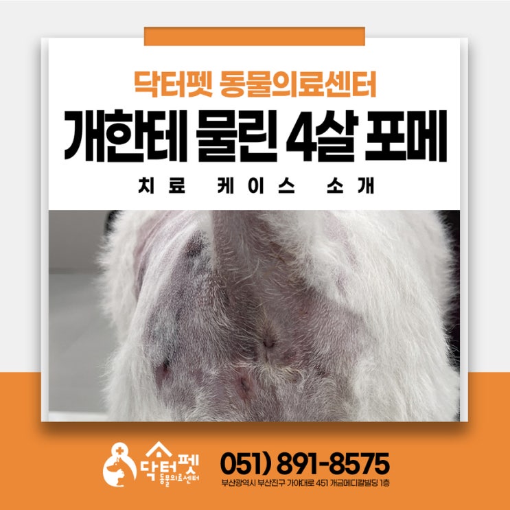  강아지가 개한테 물리면 낫는데 얼마나 걸릴까? 교상 케이스 부산 24시 응급진료 동물병원