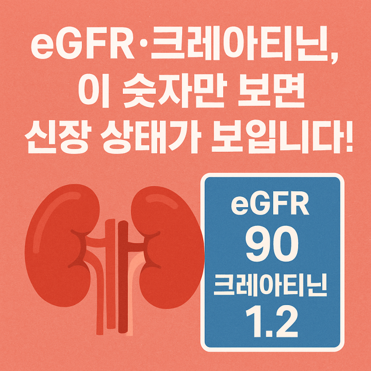  신장 기능 검사(eGFR·크레아티닌) 정확히 보는 법