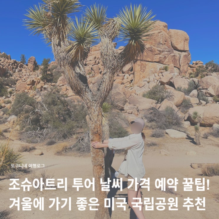  조슈아트리 투어 날씨 가격 할인 예약 꿀팁! 겨울에 가기 좋은 미국 국립공원 추천