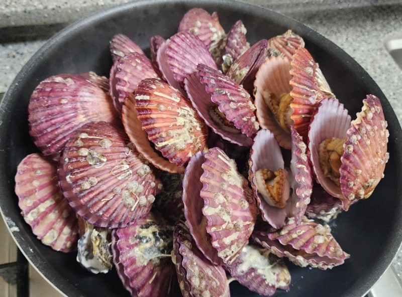 제철 홍가리비 손질 보관 맛있게 찌는법