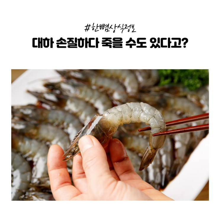  [한뼘상식] 대하 요리 손질하다가 감염·패혈증... 사망까지? 꼭 알아야 할 주의 사항