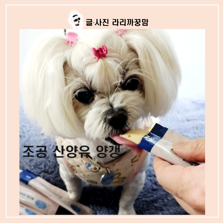  11월 코스트코 추천상품! 72개 대용량 '조공 산양유 양갱' 판매 개시 소식!