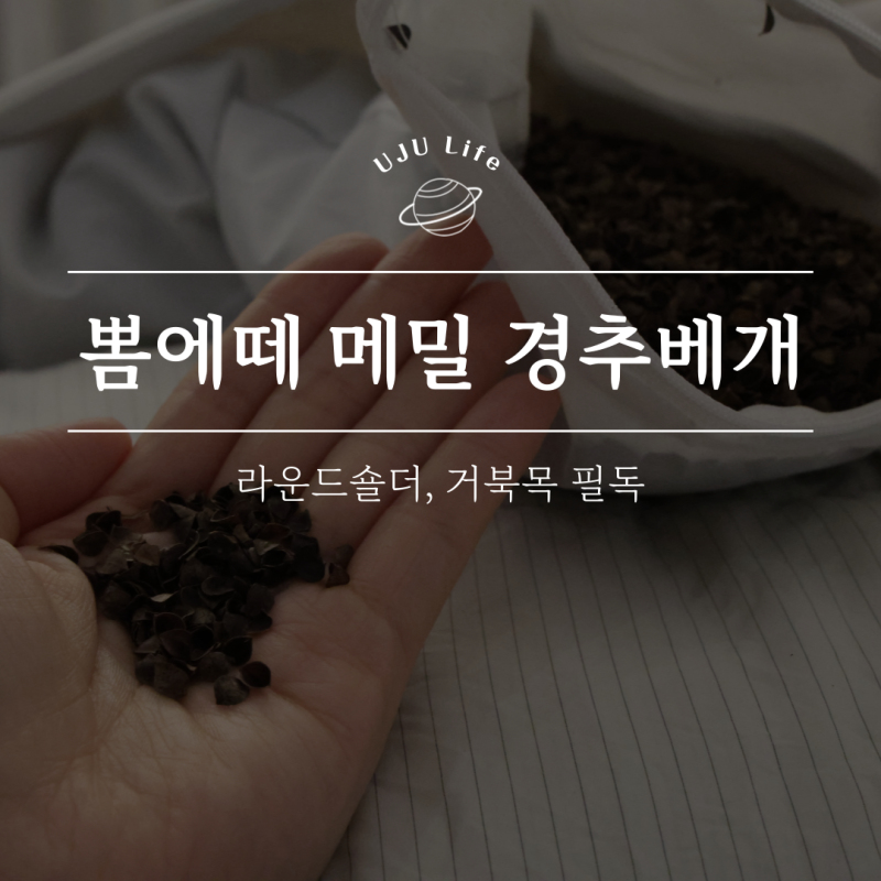 거북목 베게, 뽐에떼 메밀 원통 경추베개