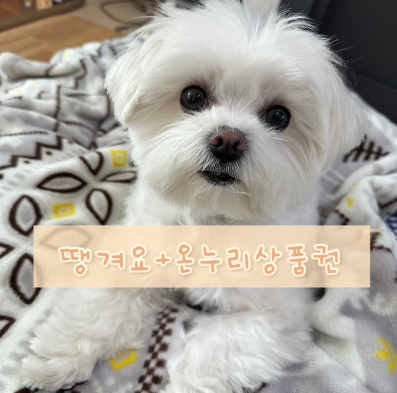 상생 페이백 디지털 온누리상품권 온라인 배달앱 땡겨요에서 족발 배달 후기