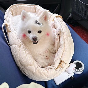 강아지 유모차 방석 마이플러피 캄포 애견 카시트 3번째 구매