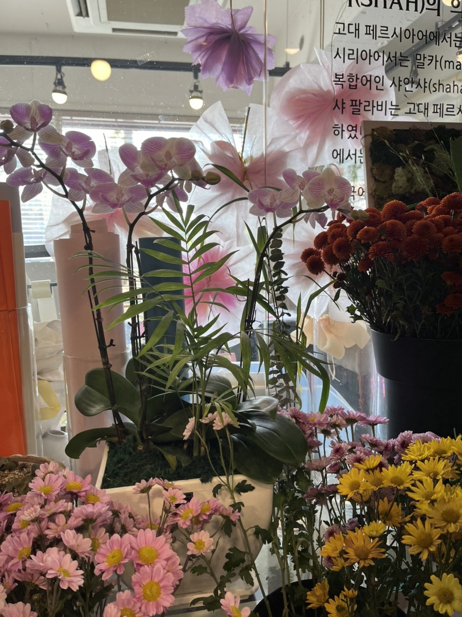 로뎀나무 사진 5