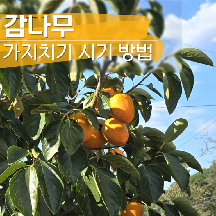  감나무 가지치기 시기 전지 방법