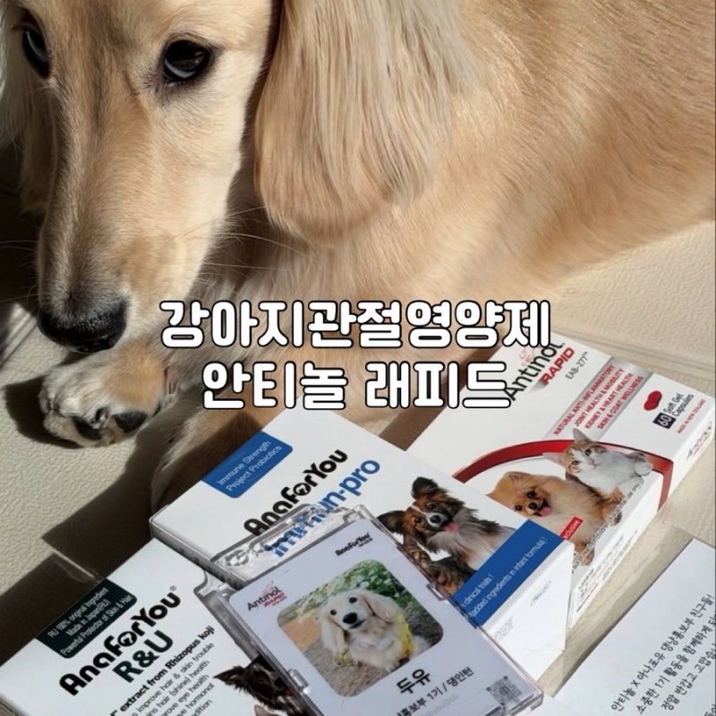강아지 관절영양제 안티놀 래피드 16개월 급여 후기