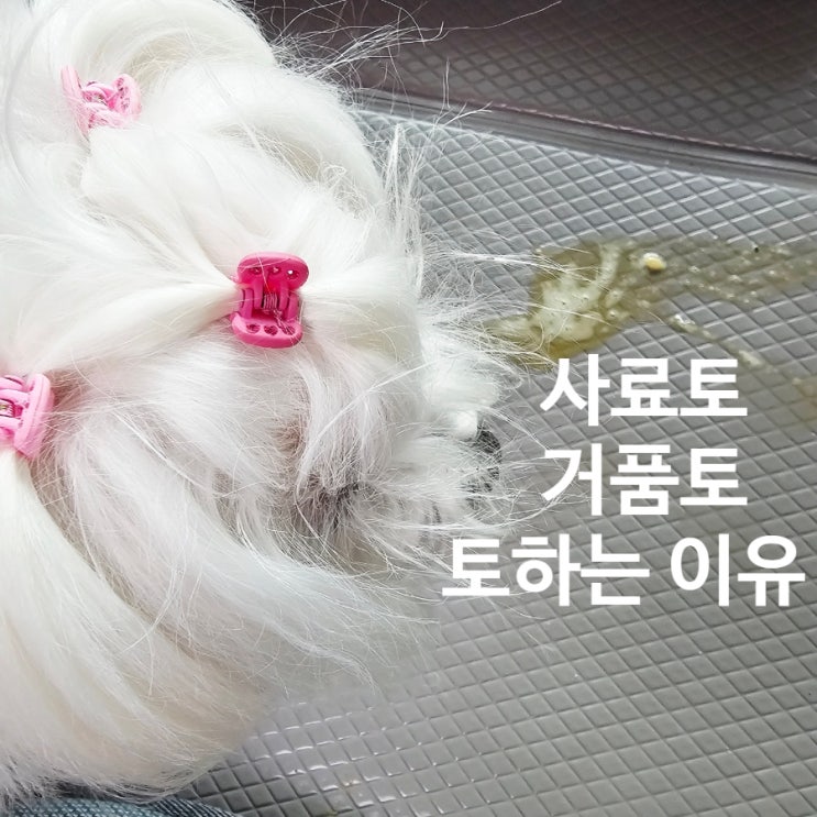  강아지 구토, 순간의 신호로 알아보는 위장 상태 핵심 가이드