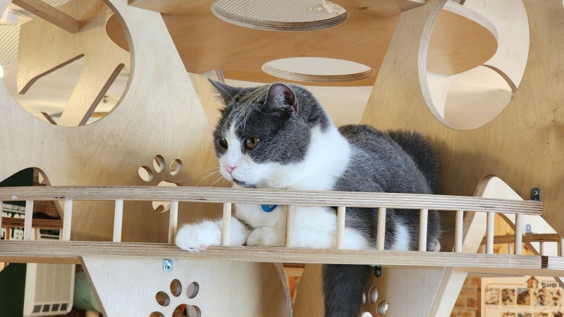 고양이 똥 처리 하는 법 화장실 모래 버리는 꿀팁