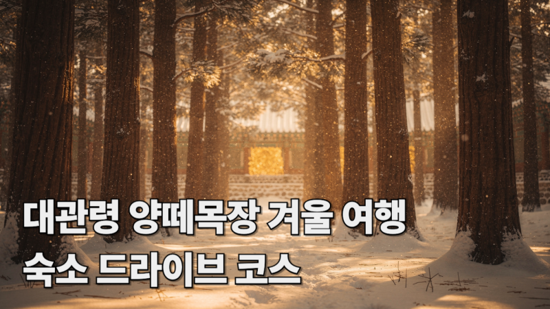 대관령 양떼목장 겨울 여행 예약 숙소 드라이브 코스