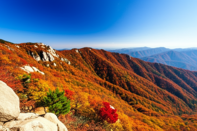 오대산단풍 내장산단풍축제 울진스카이레일 백담사단풍 여행계획어플로 완벽하게 준비하는....