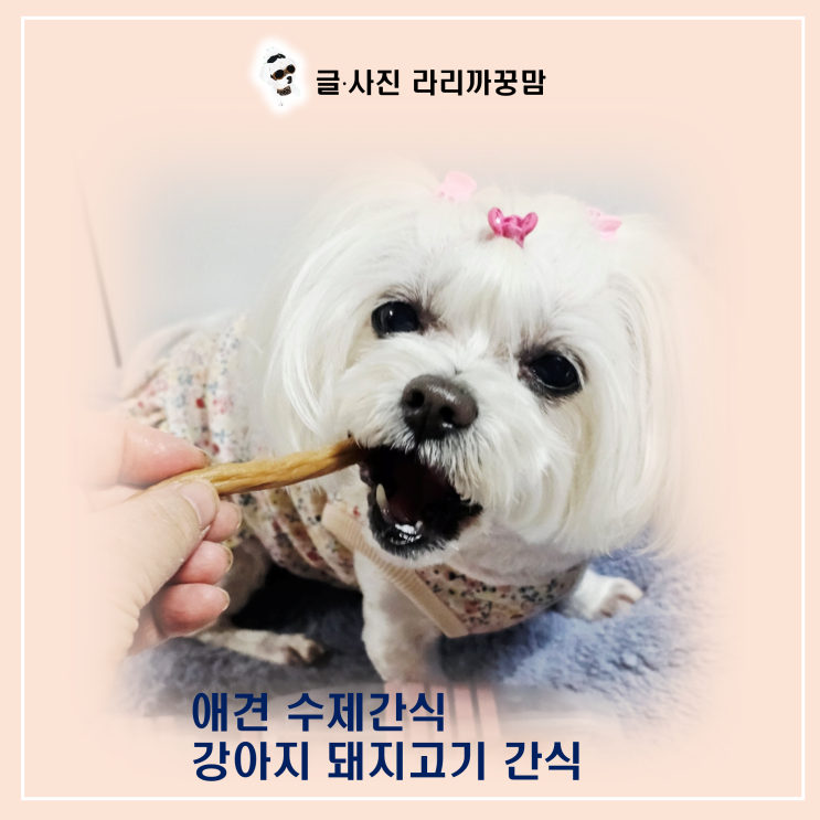  돼지고기 간식, 까다로운 꿍이 입맛 완벽 저격한 말랑포크져키