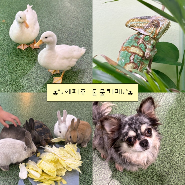  원주혁신도시카페 해피주 동물카페｜원주아이랑·커플 원주실내데이트 추천!