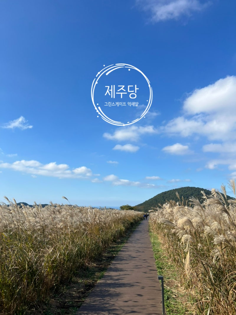 가을 여행 새별오름이 보이는 제주당 그린스케이프 억새밭