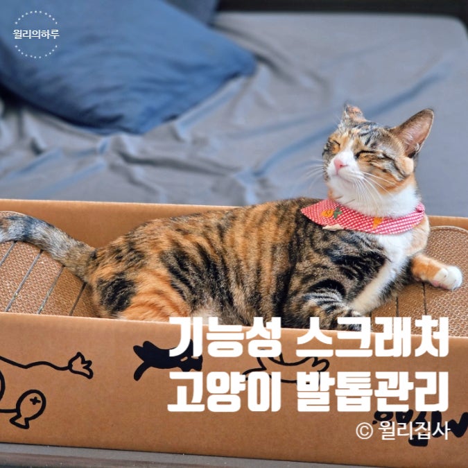  고양이 발톱 관리 기능성 더동글 스크래처 먀오 스크래쳐 스스로 발톱 깎기