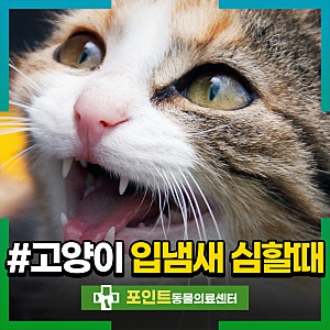 고양이 입냄새 심할 때 원인 4가지와 관리법은?