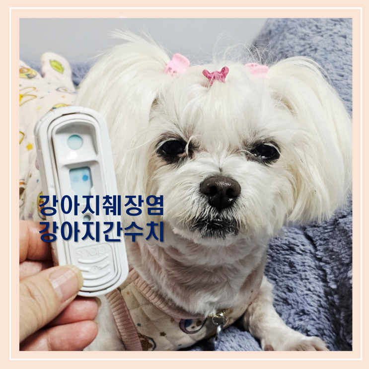  꿍이 급성 강아지 췌장염과 간수치 이상
