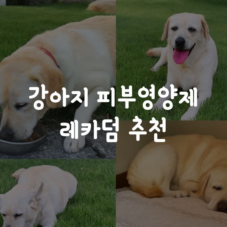  강아지 피부영양제 추천 발사탕 방지 위해 고른 레카덤