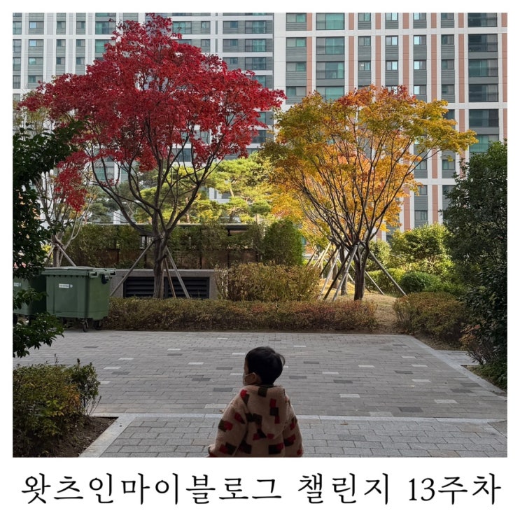  [블챌]왓츠인마이블로그 챌린지 너무 이쁜 단풍나무들