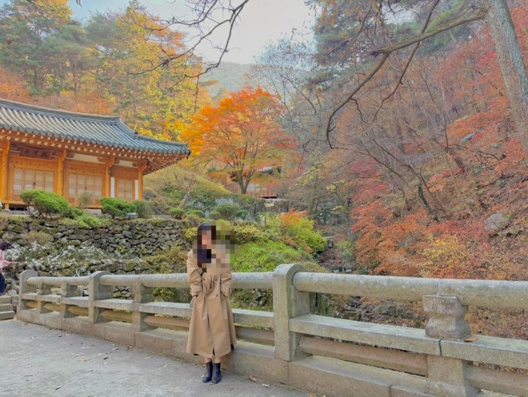  비록 은행은 다 떨어졌을지라도.. 가을 감성은 남아있는 용담정
