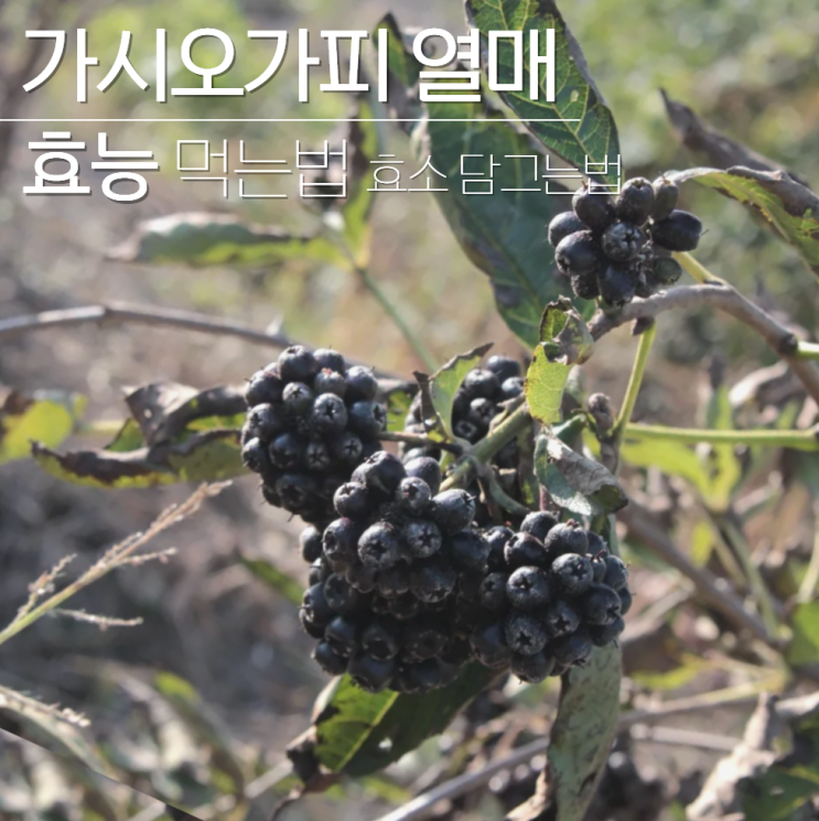  가시오가피 열매 효능 먹는법 효소