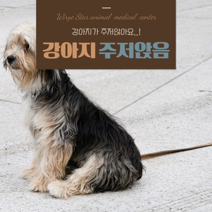  강아지 주저앉음 잘 걷다 갑자기 주저앉는 이유 알아봐요!