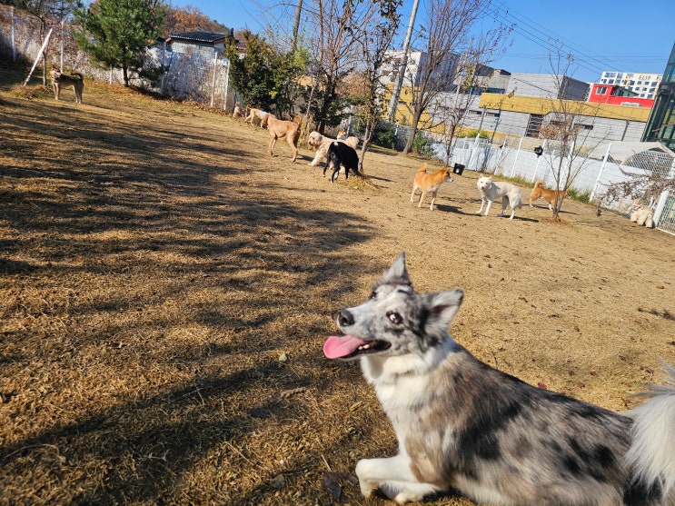  판교애견유치원 라드독 기다려 교육과 큐사인 교육으로 흥분 조절 완성하는 하루