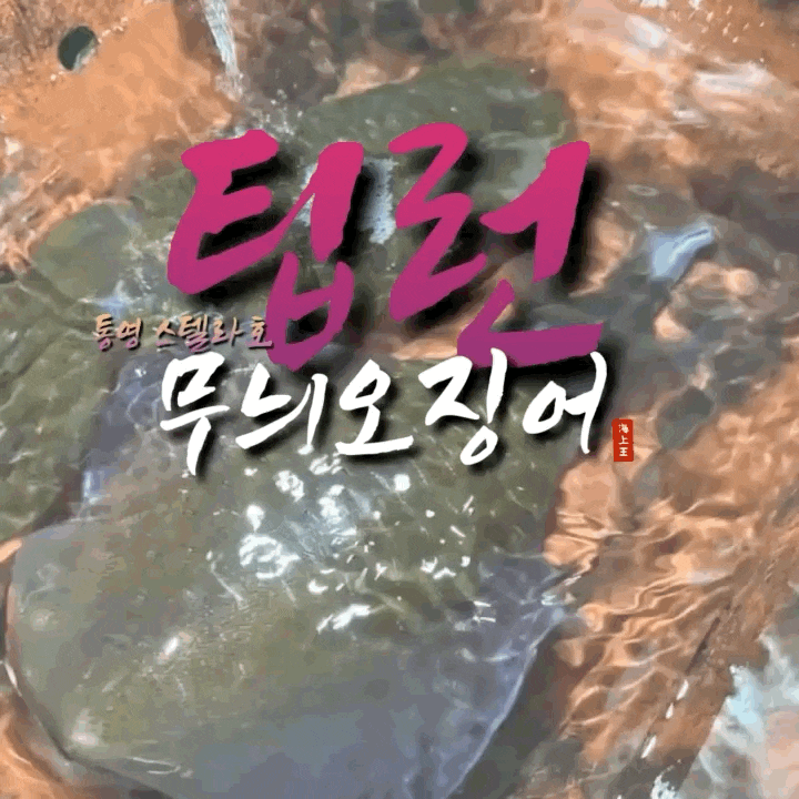  통영 무늬오징어 팁런 졸업식 스텔라호와 함께