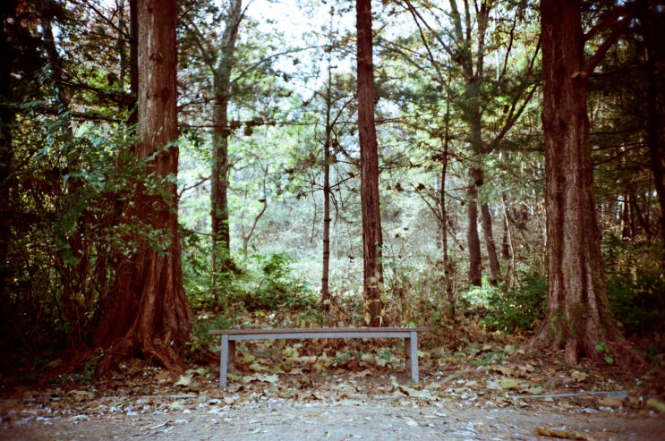  경기도 오산시 물향기수목원 촬영 (LOMO LC-A · Kodak ColorPlus 200)