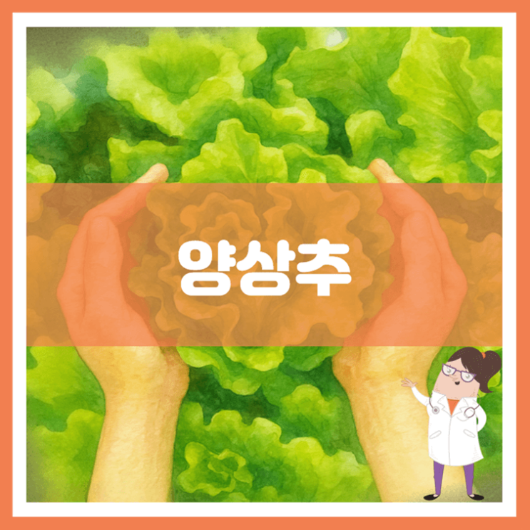  양상추 효능 부작용 보관방법