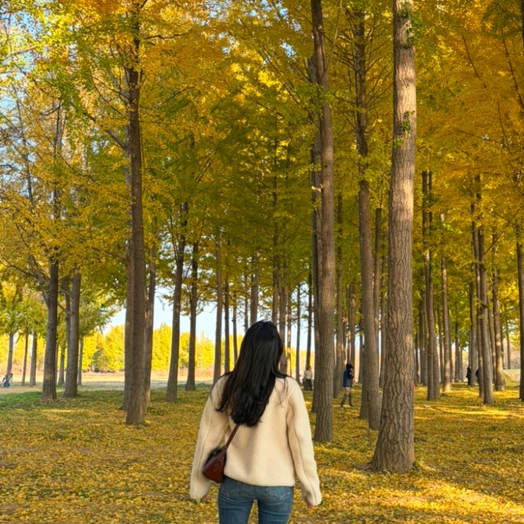  [가보기/경북 고령] 2025 고령 다산 은행나무숲 가을나들이 축제 후기 대구 근교 가볼만한곳 드라이브 코스 가족 나들이