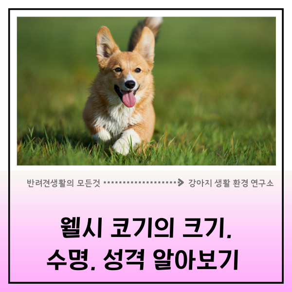  웰시코기 입양 전 필독 사항! 크기, 수명, 털 빠짐 그리고 단미에 대한 전문가의 생각