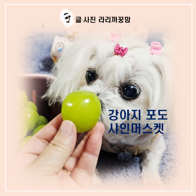  "한 알 정도는 괜찮겠지?" 단 한 알도 치명적! 강아지 포도 중독 증상과 대처법!