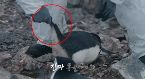 '<b>남극의 셰프</b>', <b>펭귄</b> 학대 <b>논란</b>…CEP에 신고 접수됐다