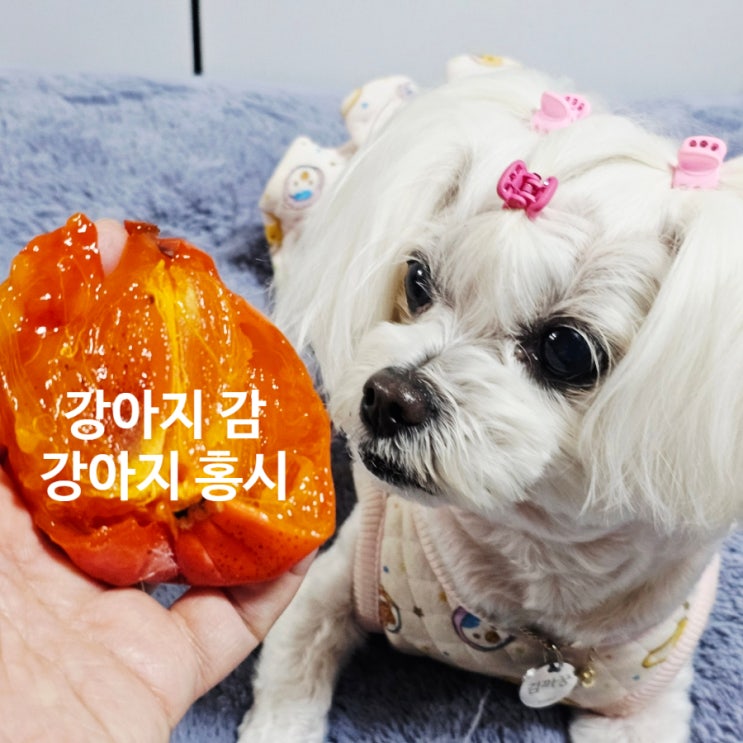  강아지 감, 홍시 먹으면 안 되는 '특정 질환' 3가지! 해당된다면 무조건 피하세요!