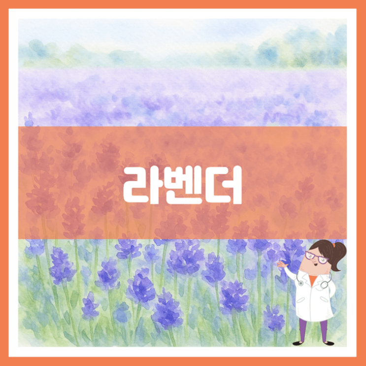  라벤더 효능 부작용 고르는 방법