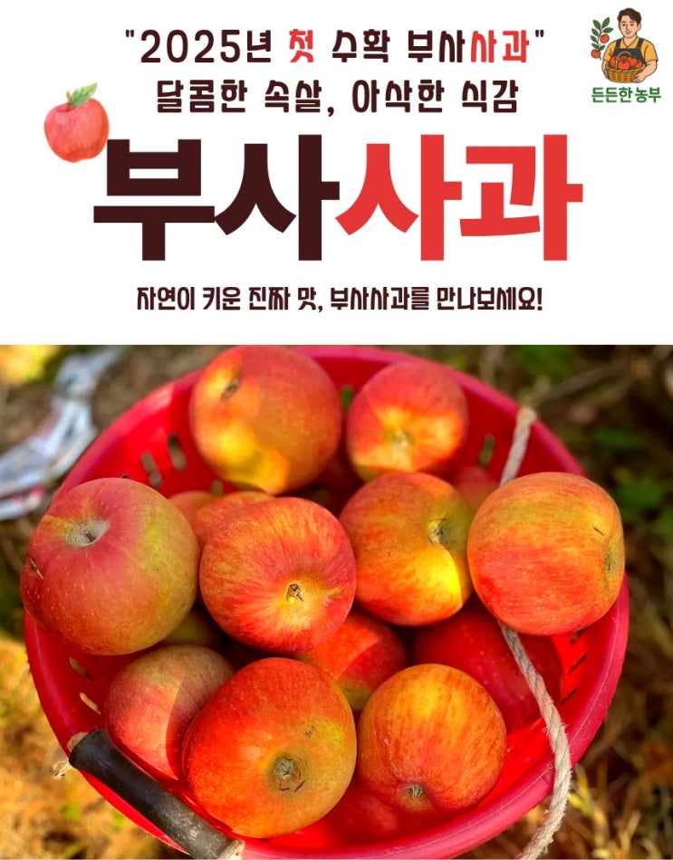  경북 부사사과 고당도  제철 사과 맛있는 가정용 부사사과 고르는 법 든든한 농부